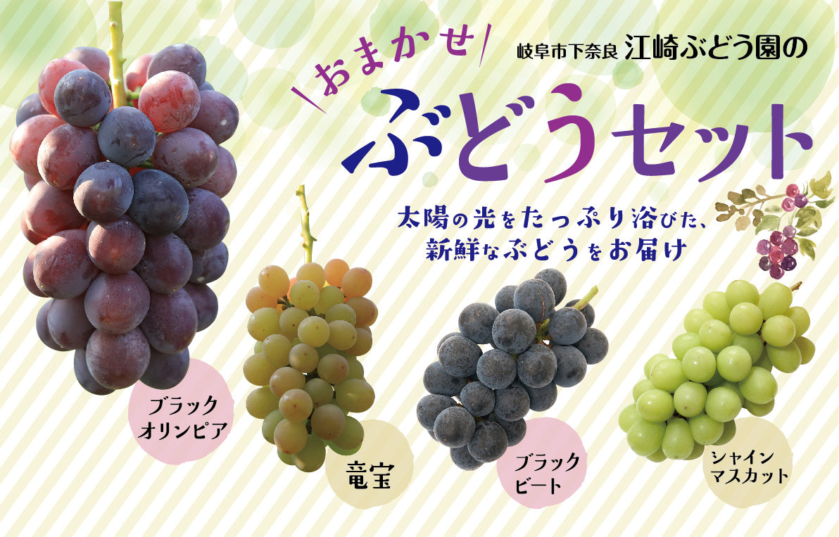 江崎ぶどう園のぶどうセット – LifeeStars（ライフィスターズ）