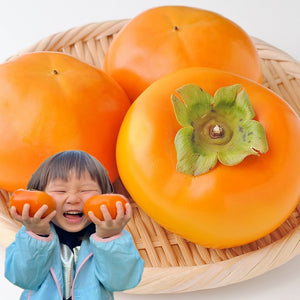 子どもも大好き！甘さ抜群『百福の富有柿』2021シーズンの収穫が始まりました！
