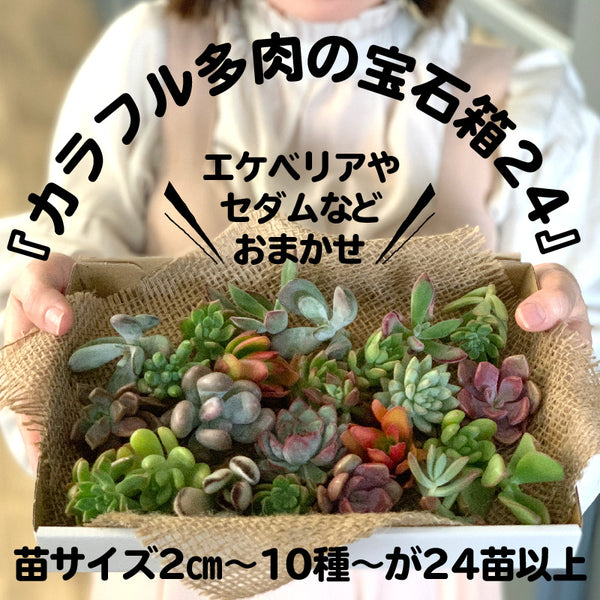 農園ダイレクト価格】日本一のサボテン村岐孝園の品質自慢の多肉植物