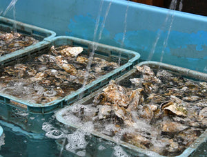 【殻付き生食用】伊勢志摩･鳥羽 浦村産ブランド牡蠣 3kg以上（30個以上保証）